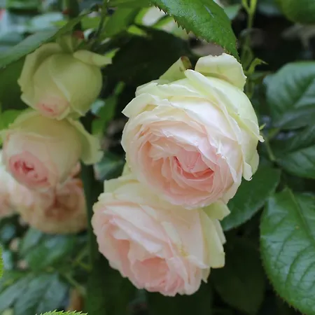 D'hotes La Gloriette 3*